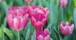 COME CURARE IL GIARDINO AD APRILE