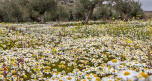 LA PRIMAVERA