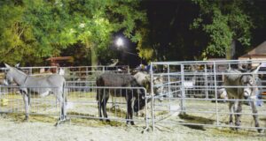 FIERA AGRICOLA DEL SANTERNO