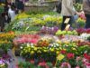 MODENA IN FIORE
