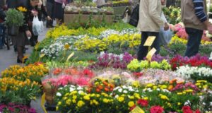 Modena in Fiore