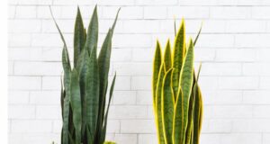 VACANZE E PIANTE DOMESTICHE