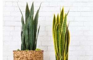 VACANZE E PIANTE DOMESTICHE