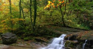 FALL FOLIAGE FESTIVALl