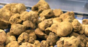 SAGRA DEL TARTUFO BIANCO di Romagna