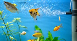 COME FARE L’ACQUARIO