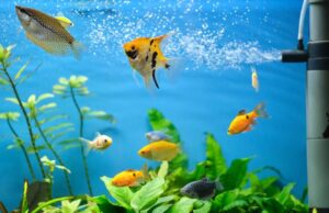 COME FARE L’ACQUARIO