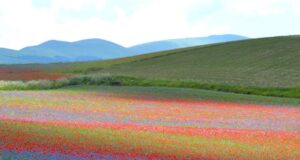 La Fioritura di Castelluccio, Norcia e il Santuario di Cascia