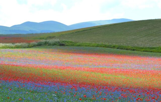 castelluccio