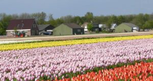 OLANDA e la fioritura dei Tulipani 01-08 maggio