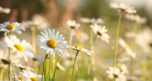 MAGGIO: BOOM DI ALLERGIE