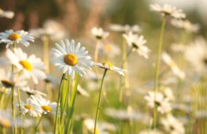 MAGGIO: BOOM DI ALLERGIE