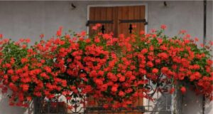 FESTA DEI BALCONI FIORITI