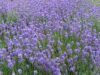 24 E 25 GIUGNO GIORNATA DELLA LAVANDA E NOTTE ROSA- CASOLA VALSENIO