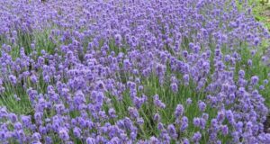 24 E 25 GIUGNO GIORNATA DELLA LAVANDA E NOTTE ROSA- CASOLA VALSENIO