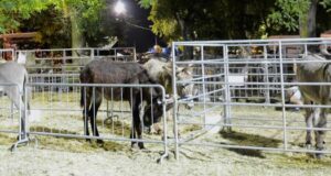 16-18/6 – IMOLA: FIERA AGRICOLA DEL SANTERNO