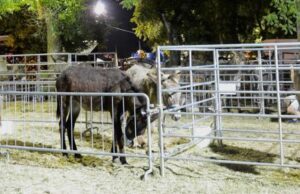16-18/6 – IMOLA: FIERA AGRICOLA DEL SANTERNO