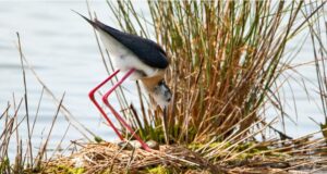 PRIMAVERA SLOW – COMACCHIO FINO AL 18 GIUGNO