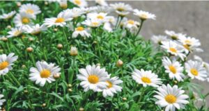 IL GIARDINO a GIUGNO