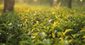 IL GIARDINO a FEBBRAIO