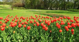 Picnic al Parco Sigurtà : TULIPANOMANIA 21 aprile