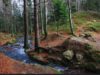 FORESTA NERA 22-25 agosto