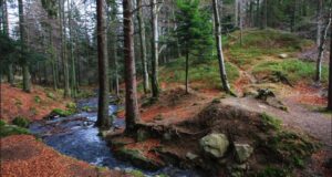 FORESTA NERA 22-25 agosto