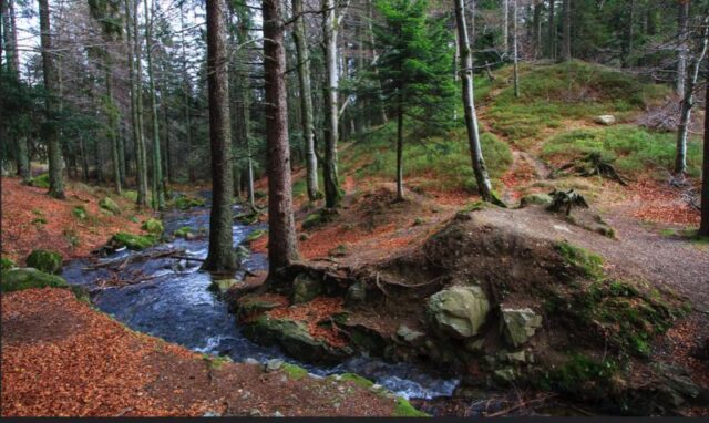 foresta nera