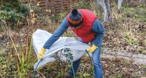 IL GIARDINO a DICEMBRE