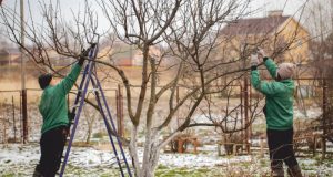 IL GIARDINO a GENNAIO