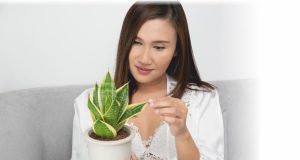 PURIFICARE L’ARIA CON LE PIANTE
