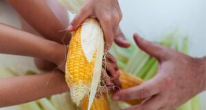 LA SFUJAREIA a IMOLA 21 settembre