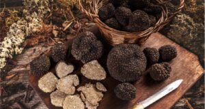 SAGRA DEL TARTUFO PREGIATO a CUSERCOLI 9-16 novembre