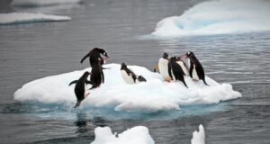 Gli animali con superpoteri