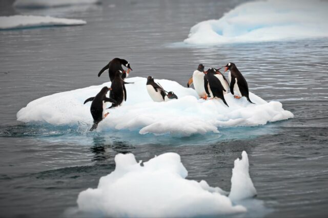 pinguini