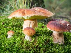SAGRA DEL PORCINO A CASTEL DEL RIO 22-23 E 28-30 AGOSTO