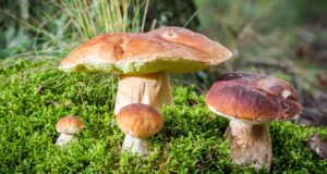 SAGRA DEL PORCINO A CASTEL DEL RIO 22-23 E 28-30 AGOSTO